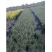 Можжевельник казацкий (Juniperus sabina Mas C2 20-30 20-30)