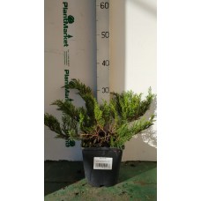 Можжевельник казацкий (Juniperus sabina Tamariscifolia C2 25-30)