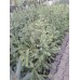 Ель колючая (Picea pungens Super Blue C2)