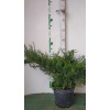 Можжевельник средний (Juniperus pfitzeriana Mint Julep C3 20-30) 