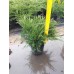 Можжевельник средний (Juniperus pfitzeriana Mint Julep C3 20-30)