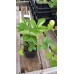 Земляника садовая (Fragaria/Pineberry ananassa Elvira P9)