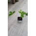 Земляника садовая (Fragaria/Pineberry ananassa Elvira P9)