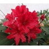 Рододендрон гибридный (Rhododendron hybridum Taragona C1) 
