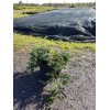 Можжевельник горизонтальный (Juniperus horizontalis Wiltonii C4/5 30-40)
