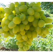 Виноград плодовый (Vitis/Parthenocissus плодовый Августин C4)