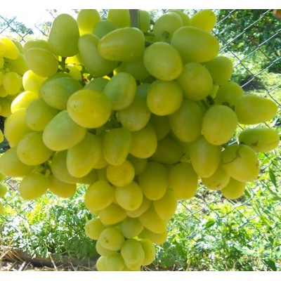 Виноград плодовый (Vitis/Parthenocissus плодовый Августин C4)