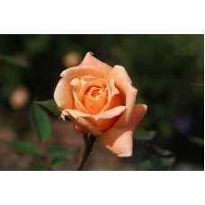 Роза чайно-гибридная (Rose hybrid tea Клариса C4) 