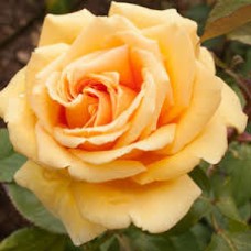 Роза чайно-гибридная (Rose hybrid tea Валенсия C4) 