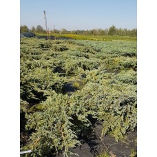 Можжевельник чешуйчатый (Juniperus squamata Blue Carpet C12 60-80)