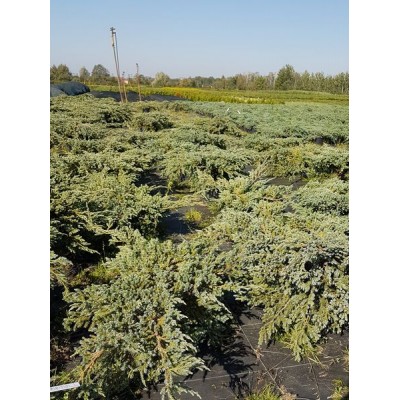 Можжевельник чешуйчатый (Juniperus squamata Blue Carpet C12 60-80)