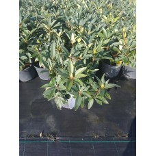Азалия/Рододендрон гибридный (Rhododendron hybrida Kali C5)