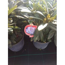 Азалия/Рододендрон гибридный (Rhododendron hybrida Brigitte C5) 