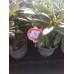 Азалия/Рододендрон гибридный (Rhododendron hybrida Brigitte C5)