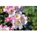 Азалия/Рододендрон гибридный (Rhododendron hybrida Brigitte C5)