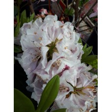 Рододендрон гибридный (Rhododendron hybridum Busuki 'Hachbusk' C5) 