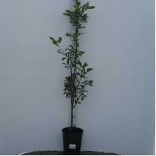 Вишня (Prunus Тургеневская C7р)