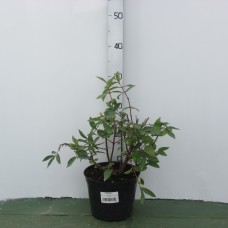 Малина (Rubus красная гвардия C3 40-60) 