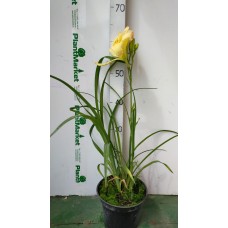 Лилейник (Hemerocallis Beautiful Edgings C2) 