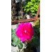 Роза чайно-гибридная (Rose hybrid tea Big Purple C4р)