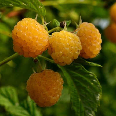 Малина (Rubus Желтый гигант C3)