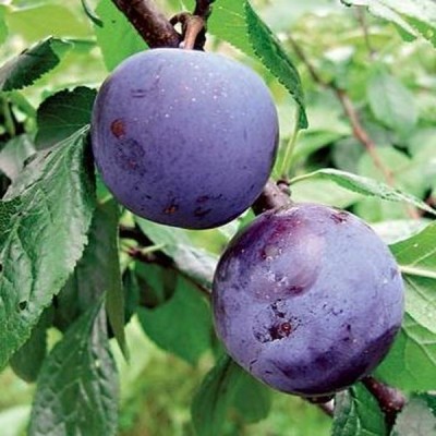 Слива (Prunus Евразия C5/7 2-х летнее)