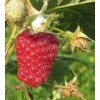 Малина (Rubus Гусар C3/4)