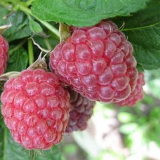 Малина (Rubus Бальзам C3/4)