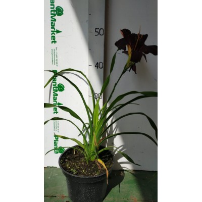 Лилейник (Hemerocallis Black Emanuelle C2)