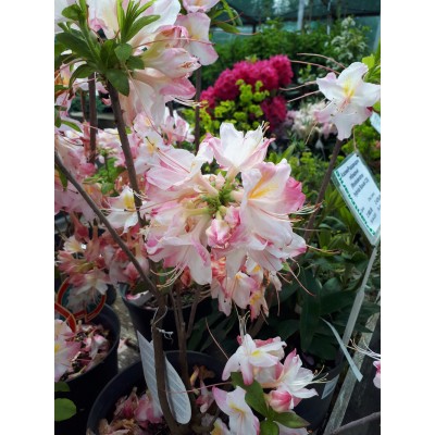 Азалия/Рододендрон AK (Rhododendron AK Satomi C5)