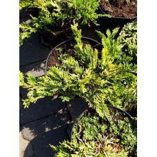 Можжевельник горизонтальный (Juniperus horizontalis Golden Carpet C2)