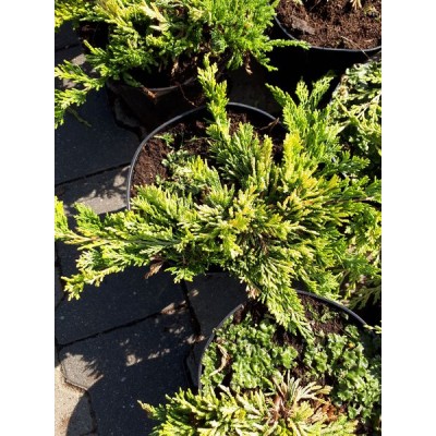 Можжевельник горизонтальный (Juniperus horizontalis Golden Carpet C2)