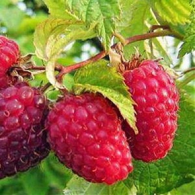 Малина (Rubus Бабье лето C3 60-80)