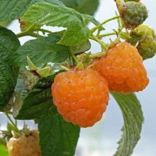 Малина (Rubus Утреняя роса C3) 