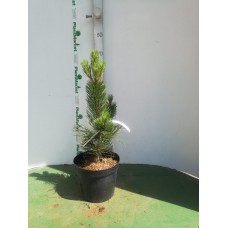 Сосна гельдрейха (Pinus heldreichii Satellit C5 40-60)