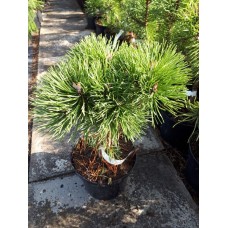 Сосна крючковатая (Pinus uncinata Hnizdo C3)