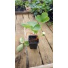 Земляника садовая (Fragaria/Pineberry ananassa Allegro MP40) 