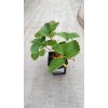 Земляника садовая (Fragaria/Pineberry ananassa Figaro MP40) 