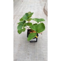 Земляника садовая (Fragaria/Pineberry ananassa Scala MP40) 