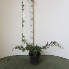 Можжевельник чешуйчатый (Juniperus squamata Holger C12 40-60) 