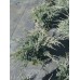Можжевельник чешуйчатый (Juniperus squamata Holger C12 40-60)