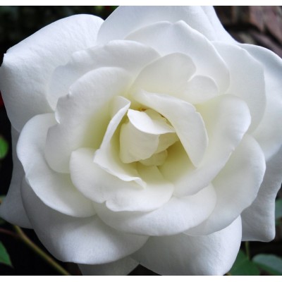 Роза флорибунда (Rose floribunda Schneewittchen C4p)