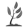 Ель сербская (Picea omorika Nana C5 20-25) 