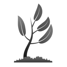 Ель сербская (Picea omorika Nana C5 20-25) 